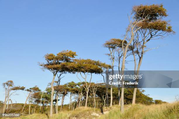 beeches (fagus sylvatica), windswept trees on weststrand beach, darss, western pomerania lagoon area national park, mecklenburg-western pomerania, germany - vorpommersche boddenlandschaft national park stockfoto's en -beelden
