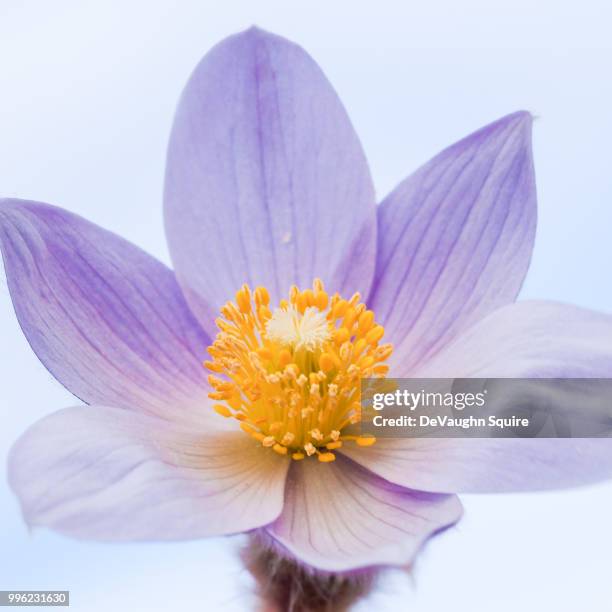 crocus - squire stock pictures, royalty-free photos & images