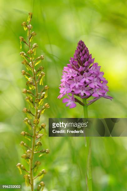 twayblade (listera ovata syn neottia ovata) and a pyramid orchid (anacamptis pyramidalis), baden-wuerttemberg, germany - ovata stock pictures, royalty-free photos & images