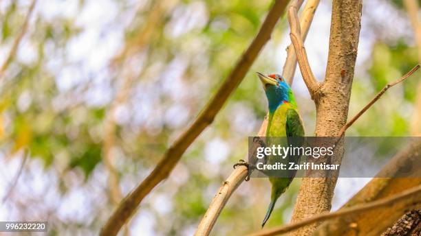 blue-throated barbet - barbet photos et images de collection