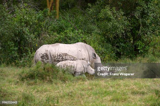 white rhinoceros (ceratotherium simum), female with young, lake nakuru national park, kenya - lake nakuru national park bildbanksfoton och bilder