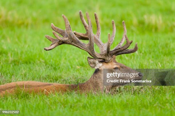 red deer (cervus elaphus) in velvet antler lying in a muddy pool, captive, bavaria, germany - schlammbaden stock-fotos und bilder