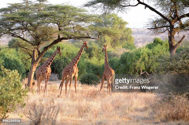 reticulated giraffe, somali giraffe (giraffa camelopardalis reticulata), bull standing in a dry river bed under acacia trees, samburu national reserve, kenya - reticulated stock-fotos und bilder