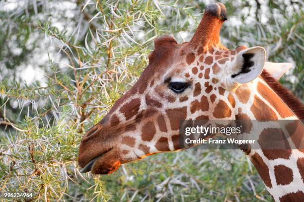 reticulated giraffe, somali giraffe (giraffa camelopardalis reticulata), head, samburu national reserve, kenya - samburu national park fotografías e imágenes de stock