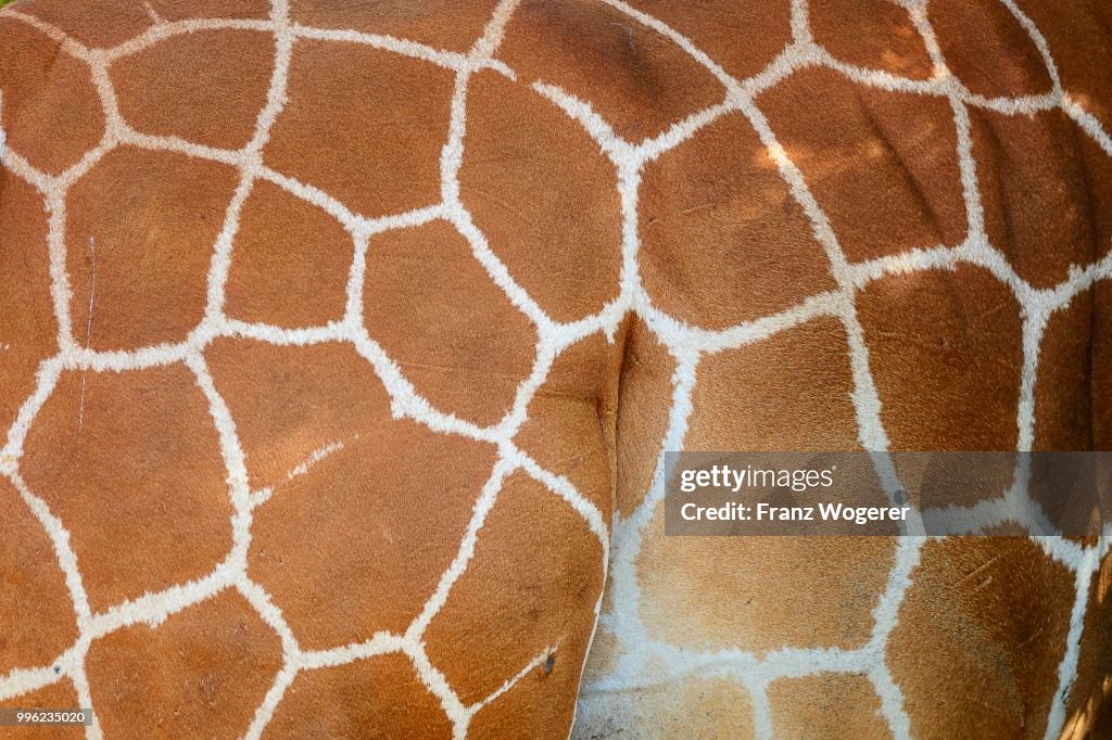 Reticulated giraffe, Somali Giraffe (Giraffa camelopardalis reticulata), close-up, coat pattern, Samburu National Reserve, Kenya