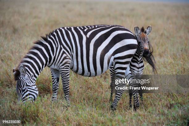 plains zebras (equus guagga), mare and foal, the foal hiding behind its mother, watching cautiously, maasai mara national reserve, kenya - cautiously stock pictures, royalty-free photos & images