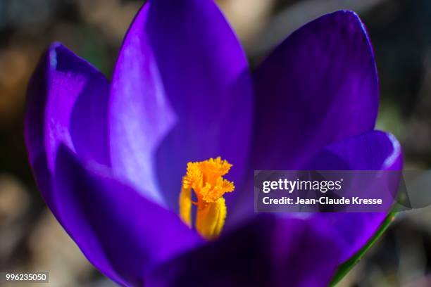 crocus vernus - kresse stockfoto's en -beelden