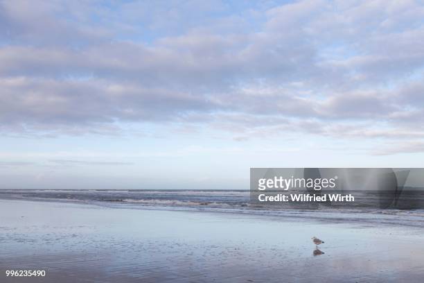 seagull, lower saxon wadden sea national park, langeoog island, east frisia, north sea coast, lower saxony, germany - langeoog photos et images de collection