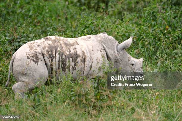 white rhinoceros (ceratotherium simum), young, lake nakuru national park, kenya - lake nakuru nationalpark stock-fotos und bilder