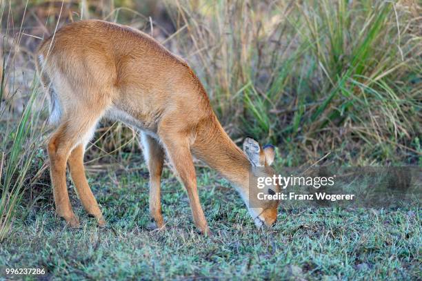 puku (kobus vardonii), browsing, south luangwa national park, zambia - south luangwa national park stockfoto's en -beelden