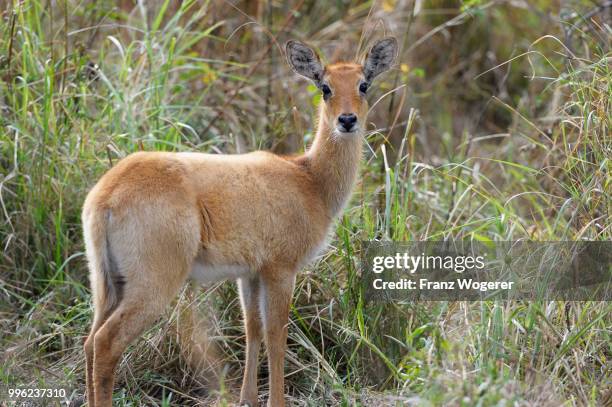 puku (kobus vardonii), female, browsing, south luangwa national park, zambia - south luangwa national park fotografías e imágenes de stock