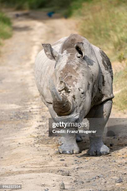 white rhinoceros (ceratotherium simum), bull walking on the road, lake nakuru national park, kenya - lake nakuru nationalpark stock-fotos und bilder