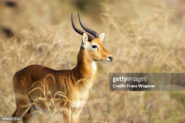 puku (kobus vardonii), male, south luangwa national park, zambia - south luangwa national park fotografías e imágenes de stock