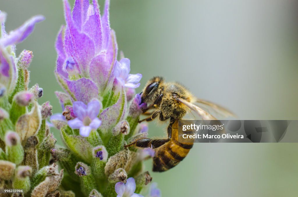 Lavanda