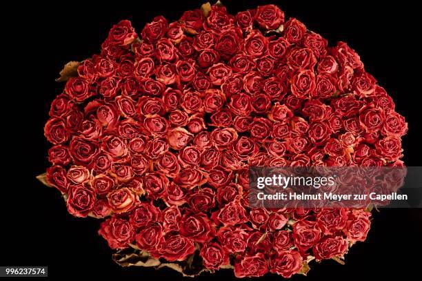 Dark Red Roses Small 237 Red Roses On Black Dark Stock Photos, High-Res Pictures, and Images ...