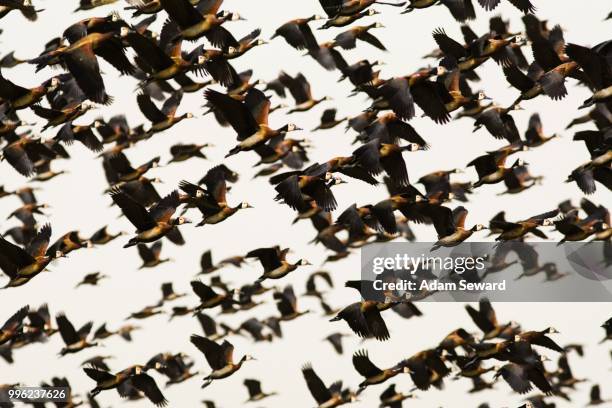flock of white-faced whistling ducks (dendrocygna viduata) taking flight, djoudj national park, senegal - white faced whistling duck stock pictures, royalty-free photos & images