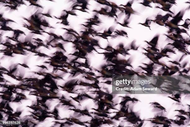 flock of white-faced whistling ducks (dendrocygna viduata) taking flight in early morning, djoudj national park, senegal - white faced whistling duck stock pictures, royalty-free photos & images