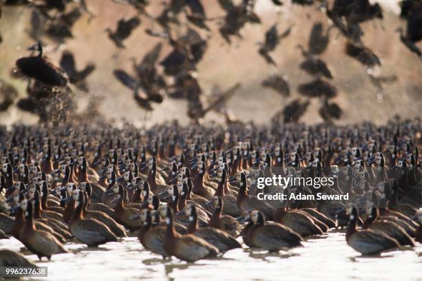 flock of white-faced whistling ducks (dendrocygna viduata), djoudj national park, senegal - white faced whistling duck stock pictures, royalty-free photos & images