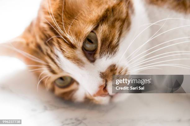 my kitten original colors - sal stock pictures, royalty-free photos & images