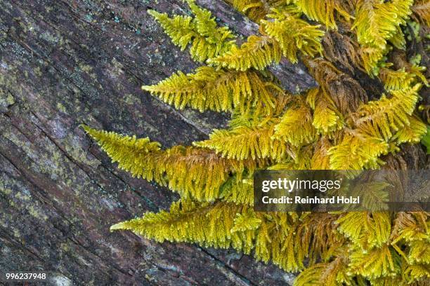 curled hook-moss (cratoneuron commutatum), lech valley, tyrol, austria - lech valley bildbanksfoton och bilder