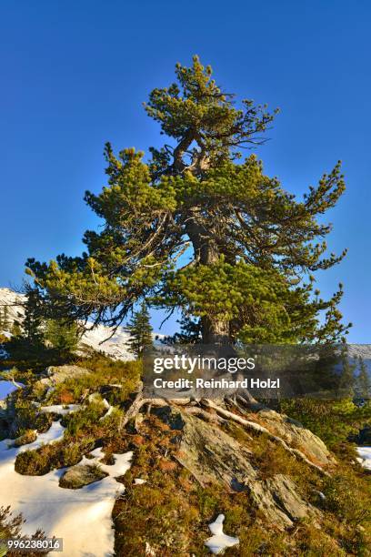 stone pine (pinus cembra), nonsjoechl, weerberg, tyrol, austria - cembra stock pictures, royalty-free photos & images