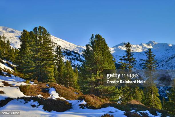 stone pine (pinus cembra), nonsjoechl, weerberg, tyrol, austria - cembra stock pictures, royalty-free photos & images