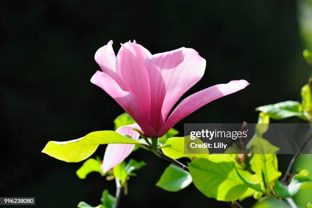 blossom of the tulip magnolia (magnolia x soulangeana), amabilis cultivar - magnolia soulangeana fotografías e imágenes de stock