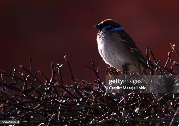 sparrow... - goyang stock-fotos und bilder