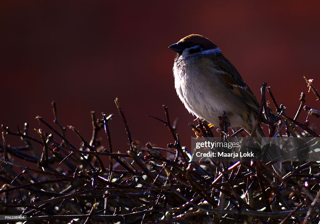 Sparrow...