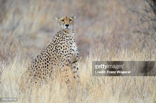 cheetah (acinonyx jubatus), strong male, samburu national reserve, kenya - samburu national park fotografías e imágenes de stock