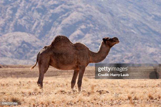 dromedary camel (camelus dromedarius) in the grassy steppe near solitaire, namibia - solitaire fotografías e imágenes de stock