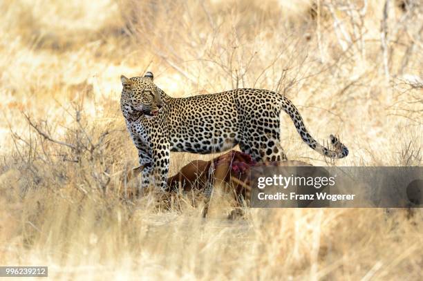 leopard (panthera pardus), with a dead impala, standing over the kill, samburu ntionalreservat, kenya - samburu national park fotografías e imágenes de stock
