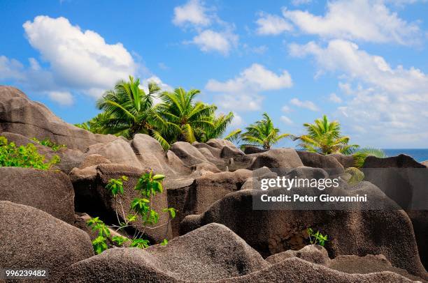 palm trees growing between the granites rocks, la digue island, la digue and inner islands, seychelles - peter island stock pictures, royalty-free photos & images