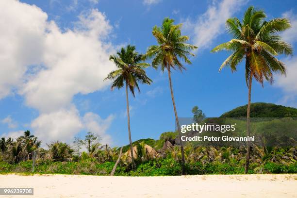 three palm trees on grand'anse beach, la digue island, la digue and inner islands, seychelles - peter island stock pictures, royalty-free photos & images