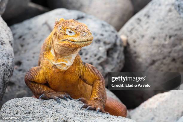 evolution - galapagos land iguana stock pictures, royalty-free photos & images