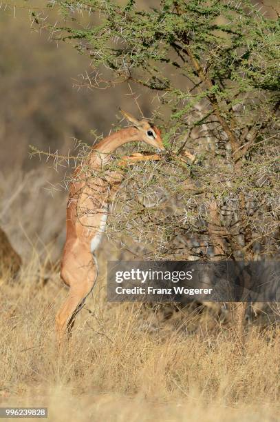 gerenuk (litocranius walleri), female feeding on a bush, standing on the back legs, samburu national reserve, kenya - samburu national park fotografías e imágenes de stock