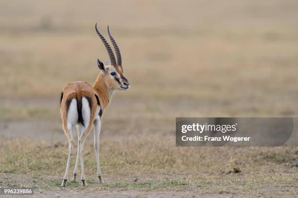 thomson's gazelle (eudorcas thomsoni), male, samburu national reserve, kenya - antilope stock-fotos und bilder