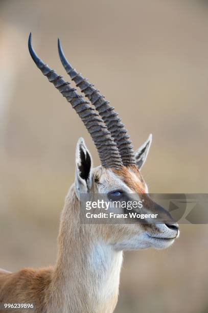 thomson's gazelle (eudorcas thomsoni), male, samburu national reserve, kenya - samburu national park fotografías e imágenes de stock