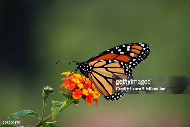 a monarch butterfly - mikaelian stock pictures, royalty-free photos & images