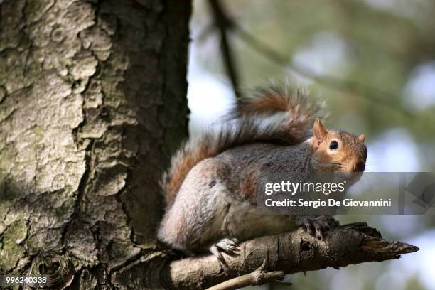 scoiattolo! squirrel! - bushy fotografías e imágenes de stock