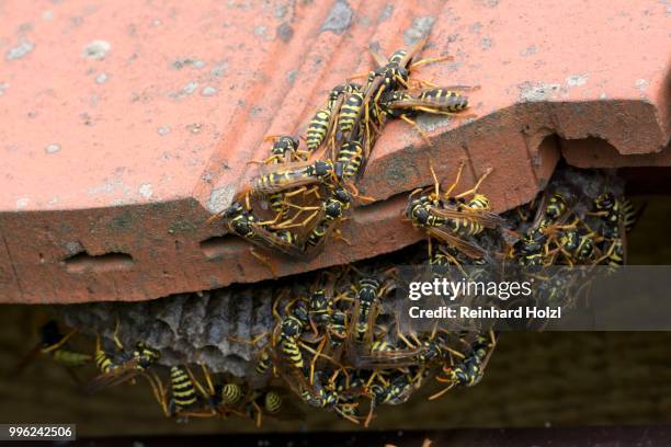 european paper wasps (polistes dominula) at nest, burgenland, austria - feldwespe stock-fotos und bilder