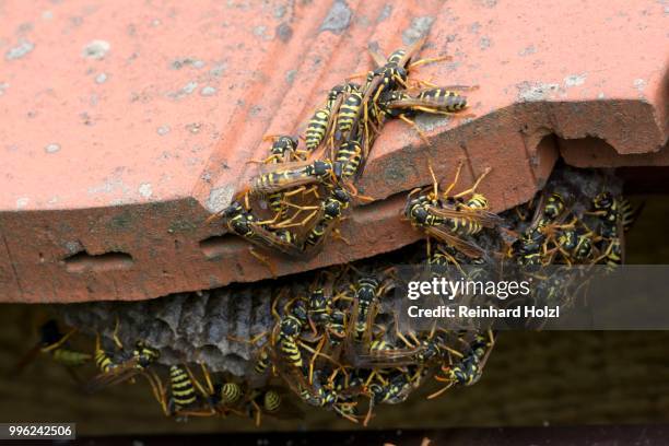 european paper wasps (polistes dominula) at nest, burgenland, austria - polistes wasps stock pictures, royalty-free photos & images