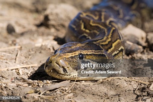 African Rock Python (Python sebae) on ground, Djoudj National Park, Senegal African Rock Python (Python sebae) on ground, Djoudj National Park, Senegal