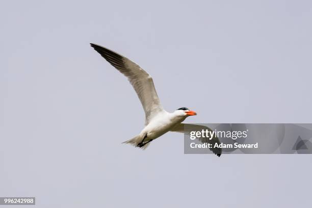 caspian tern (hydroprogne caspia) flying, djoudj national park, senegal - plumbago stock pictures, royalty-free photos & images