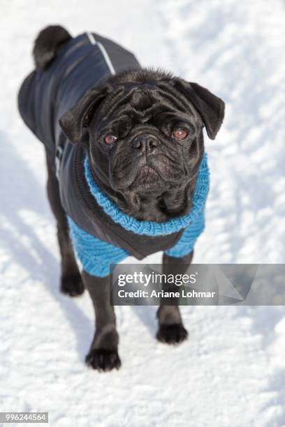 black pug in sweater and coat in the snow - black coat ストックフォトと画像