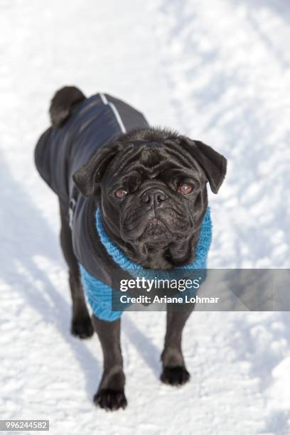 black pug in sweater and coat in the snow - black coat ストックフォトと画像