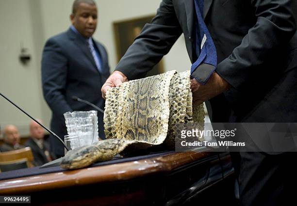 George Horne of South Florida Water Management, unrolls a Burmese Python as Rep. Kendrick Meek, D-Fla., looks on, that was captured in Miami-Dade...