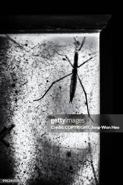 a praying mantis in the corner of the window - província de chungcheong do sul imagens e fotografias de stock