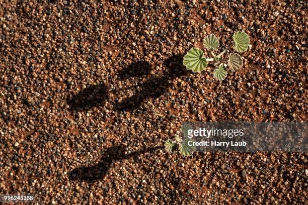 young plant growing on the desert floor, sossusvlei, namib desert, namib naukluft park, namibia - skeleton coast national park stock pictures, royalty-free photos & images