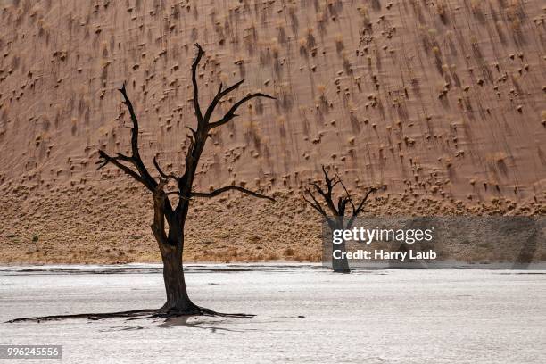 dead camel thorn trees (vachellia erioloba), sand dune covered with grass tufts at the back, dead vlei, sossusvlei, namib desert, namib-naukluft national park, namibia - skeleton coast national park stock pictures, royalty-free photos & images